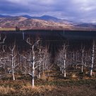 Pear Orchards, Rogue Valley Oregon